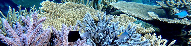 半日コース　西表島バラス島周辺シュノーケリング